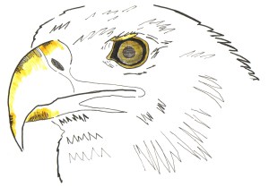eagle drawing ink